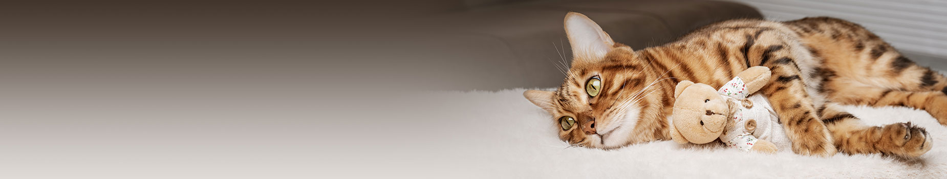 Admin Banner